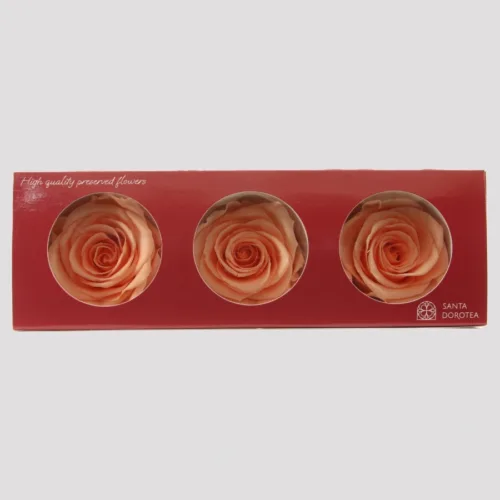 Preserved Peach Roses