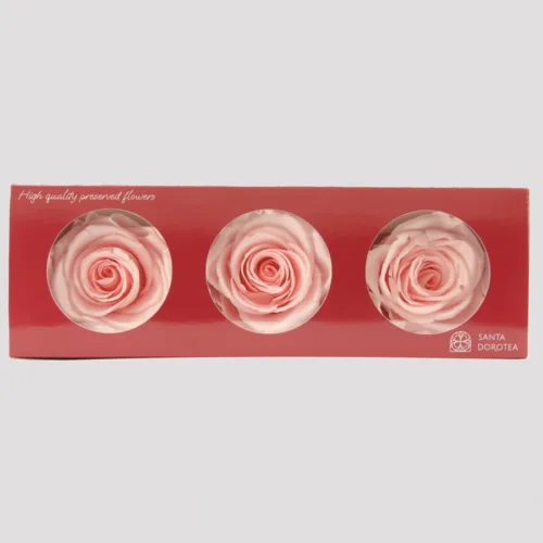 Preserved Pink Champagne Roses