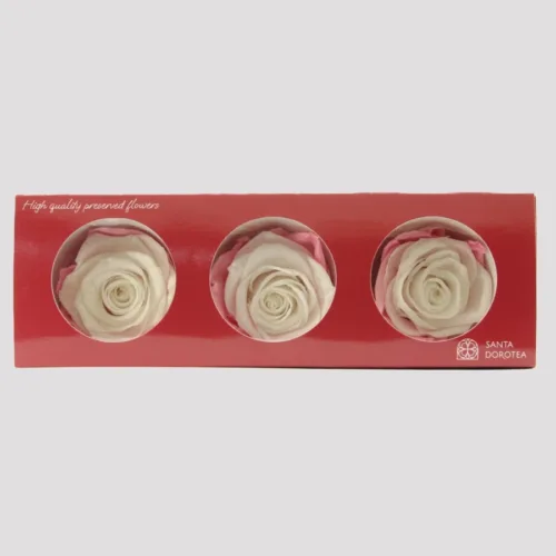 Preserved Roses Blanc Pink Maquillage