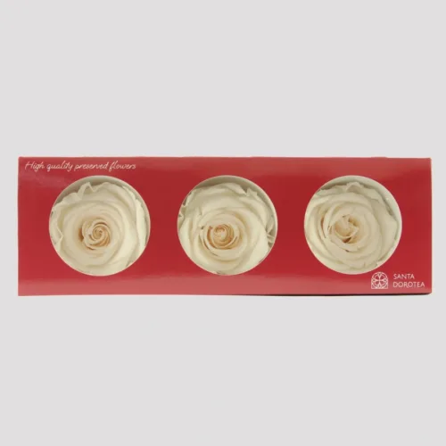 Preserved Chardonnay Roses