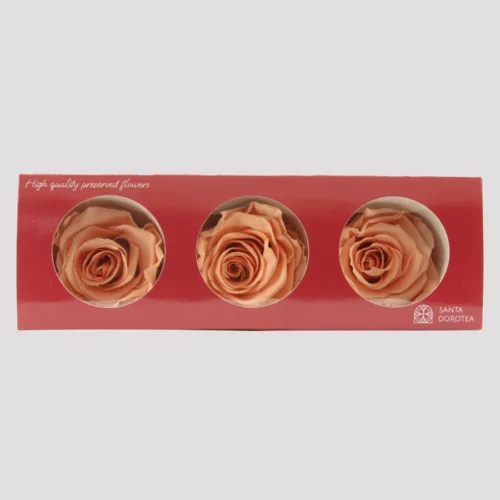 Dusty Peach Preserved Roses