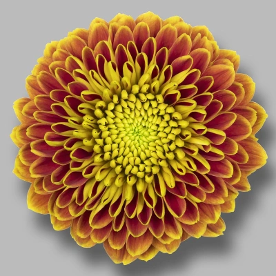 Chrysanthemum Uniflora Tropicana